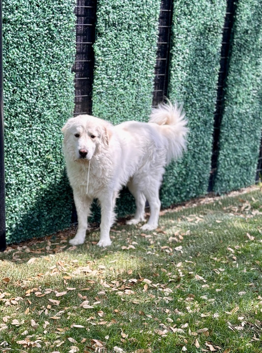 Wally